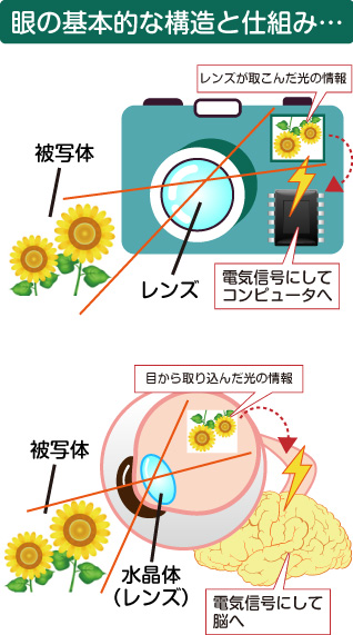 脳を活性化する視力回復方法「アイアップ」 | 視力回復＆脳活性プログラム